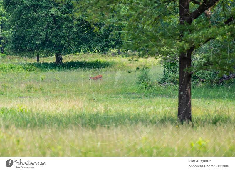 Deer in a clearing Roe deer Wild Nature reserve Wahner Heide heath landscape animal kingdom trees deciduous trees oak grasslands nature conservation grasses