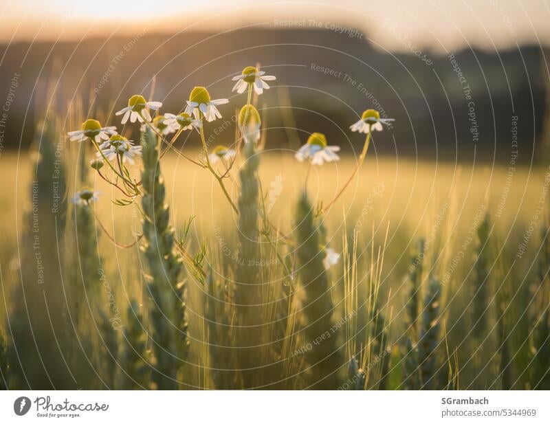 Cornfield in evening light with chamomile plant in foreground. Field Summer Grain Grain field Agriculture Agricultural crop Exterior shot Growth Ear of corn