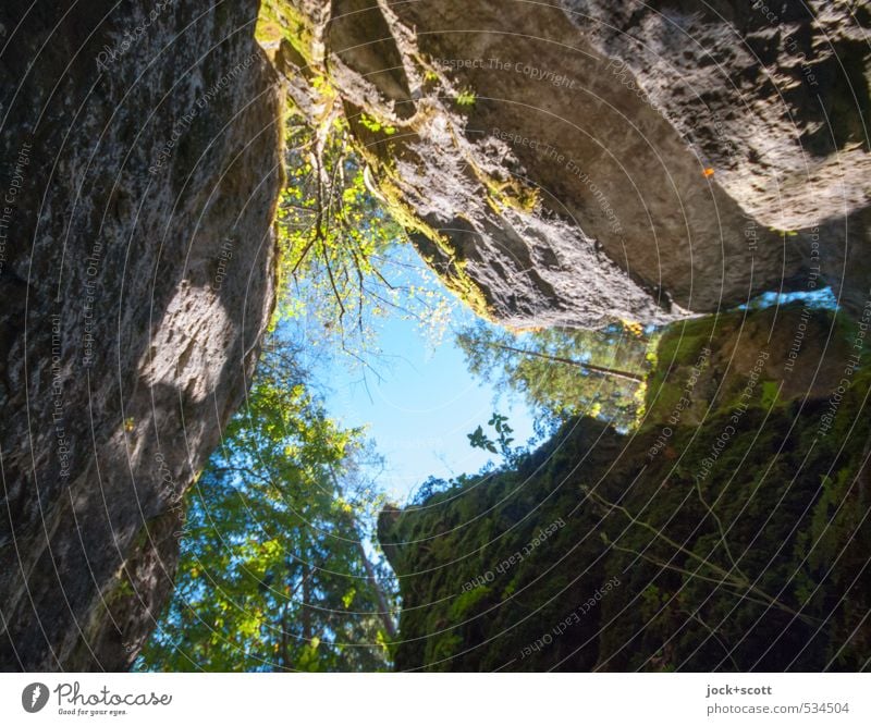 I love nature, the rocks, the green trees and the blue sky. Small plant Mountain Cloudless sky Summer Beautiful weather Warmth Wild plant Franconian Switzerland