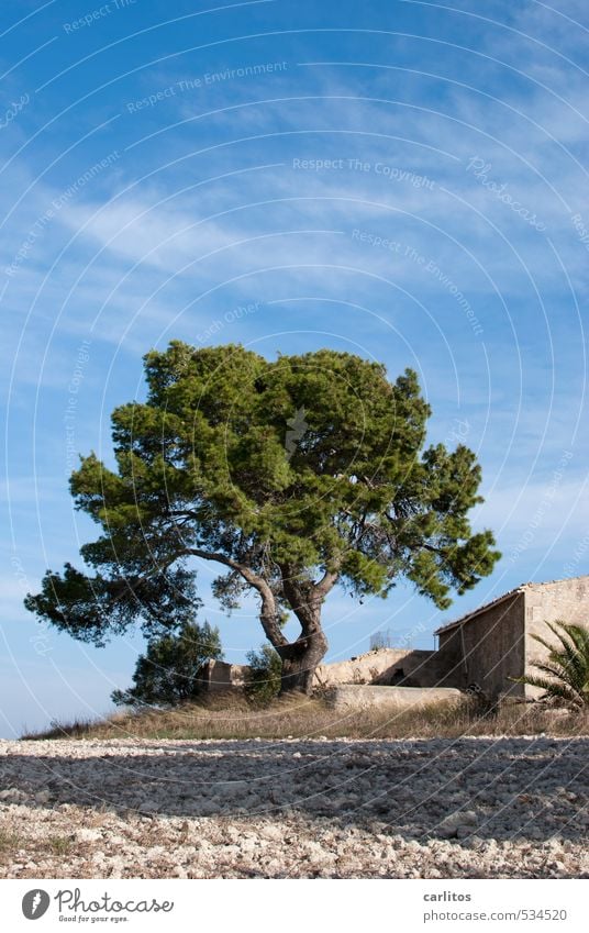 Sea view is off Nature Sky Sunlight Beautiful weather Warmth Tree Ruin Building Esthetic Stone pine Vacation home Blue Green Mediterranean Majorca