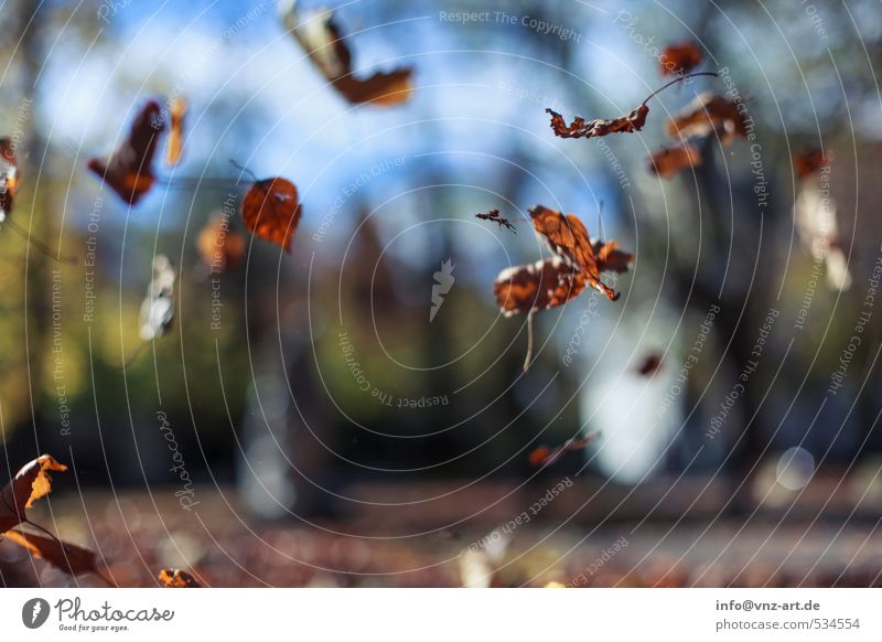 fall Autumn Autumnal Sun Sunlight Reflection Exterior shot Nature Garden Park To fall Seasons Blur Shallow depth of field Leaf Yellow Warmth Moody Brown