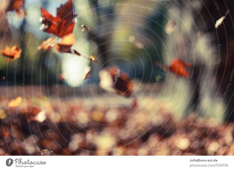 Autumn Autumnal Sun Sunlight Reflection Exterior shot Nature Garden Park To fall Seasons Blur Shallow depth of field Leaf Yellow Warmth Moody Brown