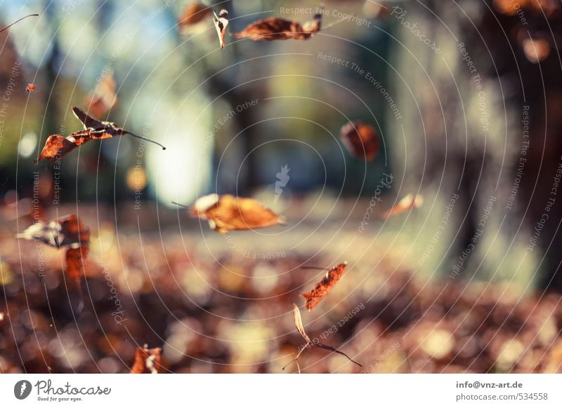 In autumn Environment Nature Autumn Plant Tree Leaf Garden Park Field Forest Yellow Gold Orange Trap Flying Hover Seasons Colour photo Exterior shot Deserted