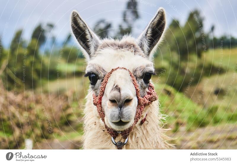 Cute fluffy llama with rein in countryside animal farm mammal meadow field domestic portrait lawn fur muzzle nature adorable livestock idyllic fauna otavalo