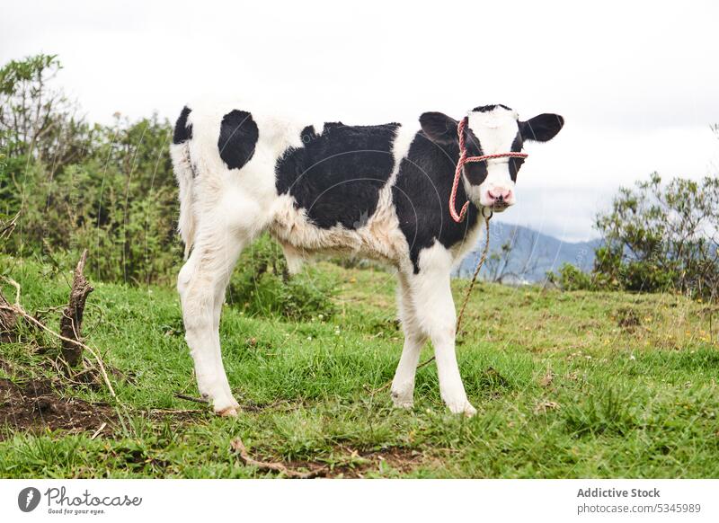 Cute cow standing on meadow in countryside animal calf farmland livestock mammal creature together nature pasture tree otavalo ecuador specie cute grassy friend