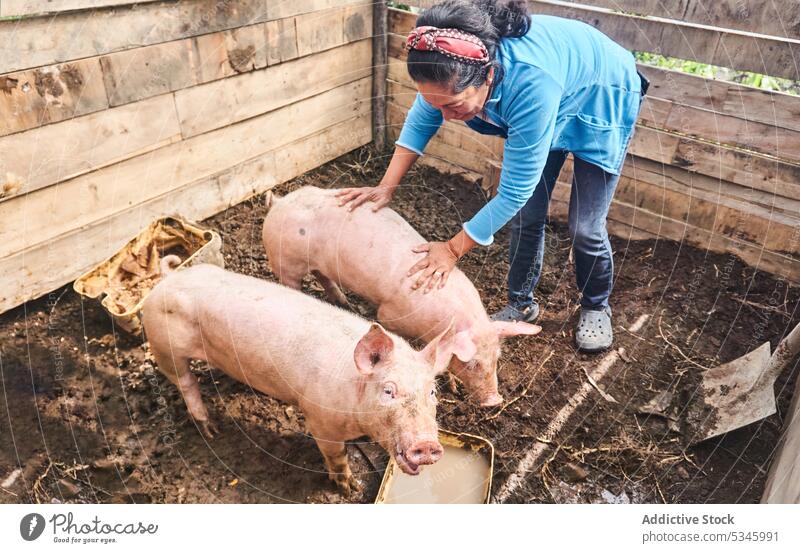 Otavalo woman feeding pigs during work in farm farmer countryside animal enclosure village paddock domestic livestock agriculture female mature latin american