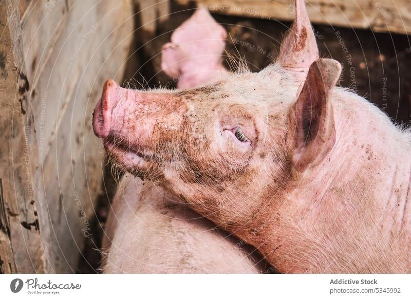 Pink dirty pigs in enclosure in farm animal livestock village piglet countryside domestic mammal ranch creature agriculture paddock production rural farmland