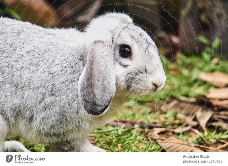 Cute fluffy rabbit on ground in farm animal specie fauna bunny purebred creature adorable mammal nature walk farmland cute hare pet habitat grassy daytime