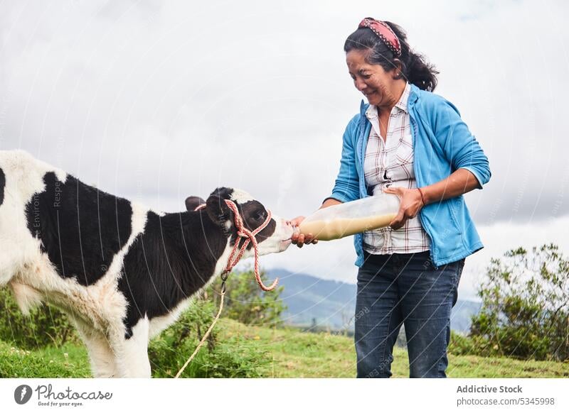 Smiling ethnic lady feeding calf during work in farm woman farmer animal livestock countryside milk rural cattle bottle domestic female mature otavalo