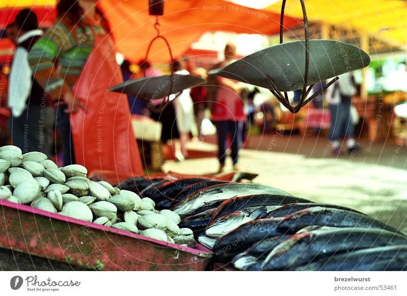 fish market Scale Weigh Red Summer Fresh Market trader Apron Shadow Crate Seafood growl Markets Stand Orange Bright Sun Fish Fishmonger