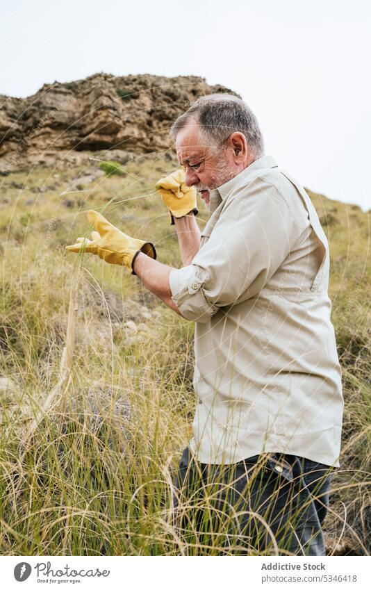 Elderly male farmer harvesting grass from hill slope in highlands man esparto collect countryside pick nature agriculture senior glove plantation growth