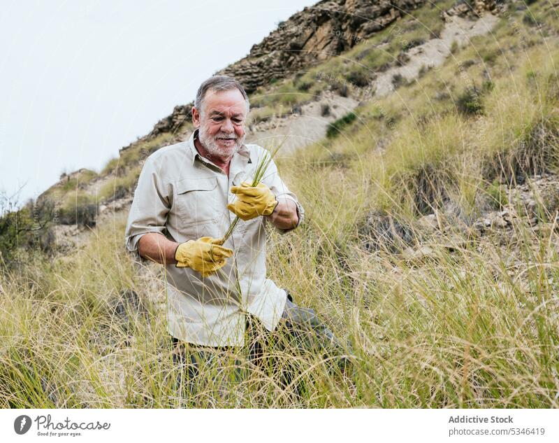 Elderly male farmer harvesting grass from hill slope in highlands man esparto collect countryside pick nature agriculture senior glove plantation growth