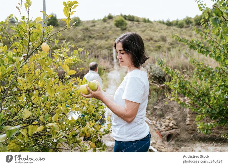 Young lady harvesting ripe lemons in garden woman farmer fruit countryside tree pick work agriculture plantation female adult collect casual together