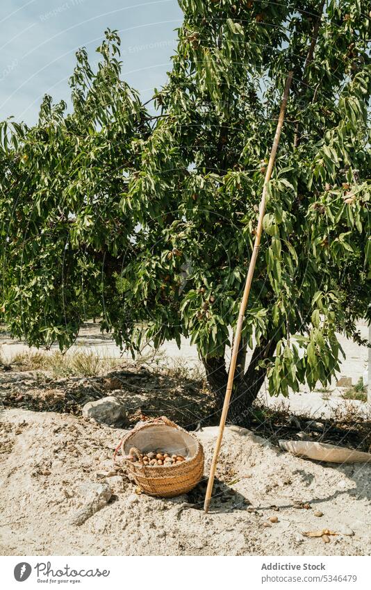 Basket with nuts near tree in countryside basket harvest season plantation pile garden summer wicker collect nature agriculture organic natural bunch heap