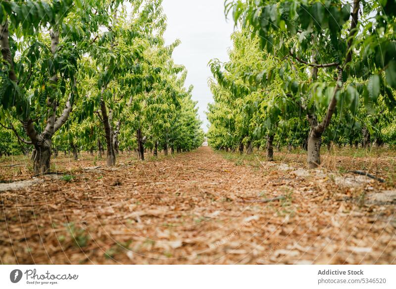 Path amidst fruit trees in orchard path summer leaf twig cover dry countryside farm foliage pathway cultivate season ground growth agriculture plantation