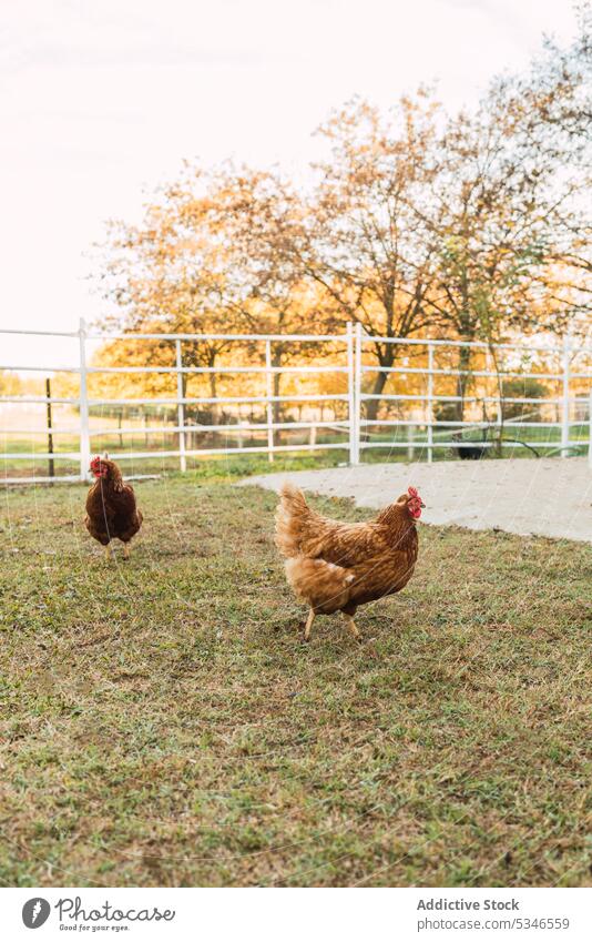 Hens walking in paddock on farm chicken enclosure graze countryside autumn grass bird domestic creature specie pasture rural animal farmyard hen fauna season