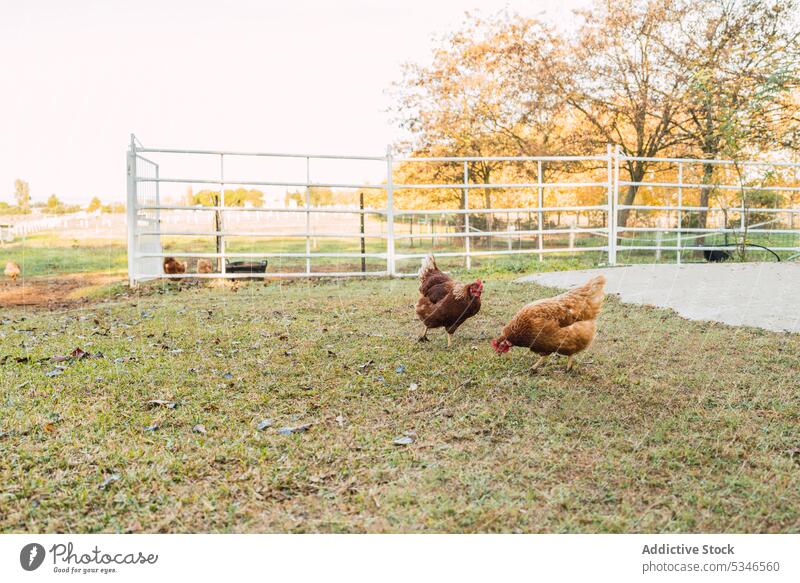 Hens walking in paddock on farm chicken enclosure graze countryside autumn grass bird domestic creature specie pasture rural animal farmyard hen fauna season