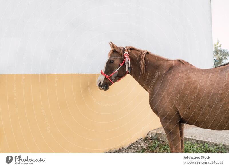 Chestnut horse standing near building animal equine barn stable countryside rural habitat livestock halter mane purebred farm breed ranch summer creature rustic