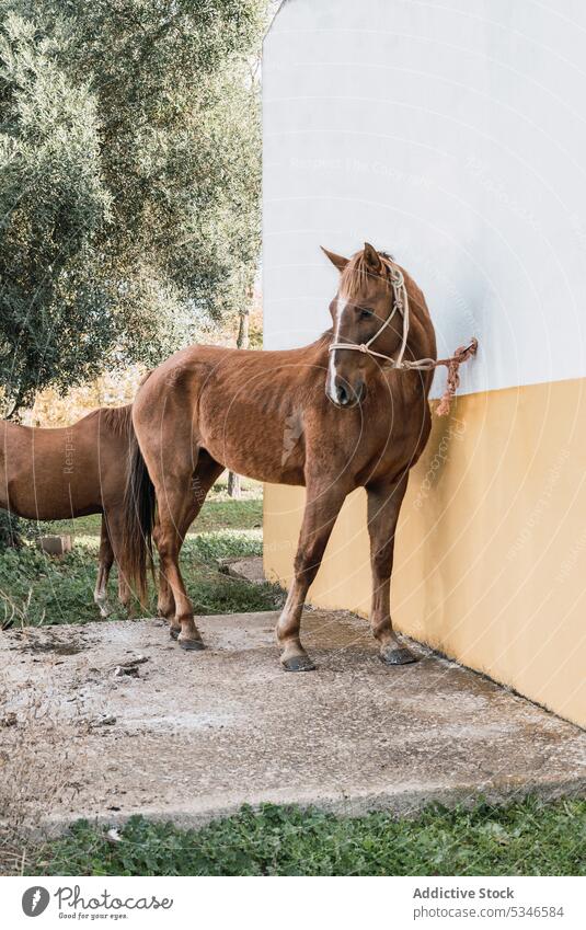 Chestnut horse standing near building animal equine barn stable countryside rural habitat livestock halter mane purebred farm breed ranch summer creature rustic