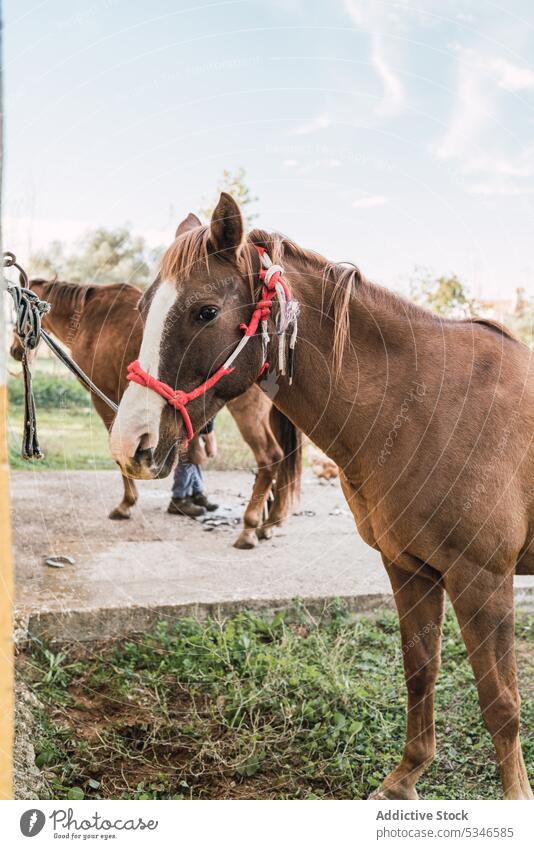 Horses standing in rural area horse animal equine countryside habitat livestock halter purebred creature mane farm breed ranch summer fauna spot rustic obedient