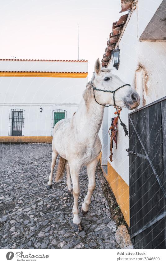 Horse standing near loose box horse animal equine barn stable livestock countryside habitat white halter equipment rural mammal breed fauna summertime entrance