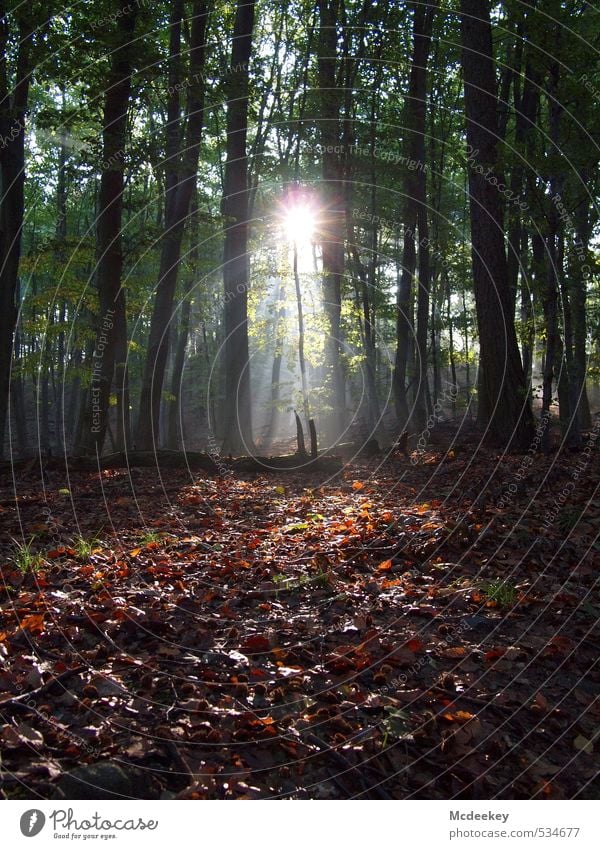 Hidden under leaves (1) Environment Nature Landscape Plant Sun Sunlight Autumn Beautiful weather Fog Tree Grass Moss Leaf Forest Illuminate Natural Brown