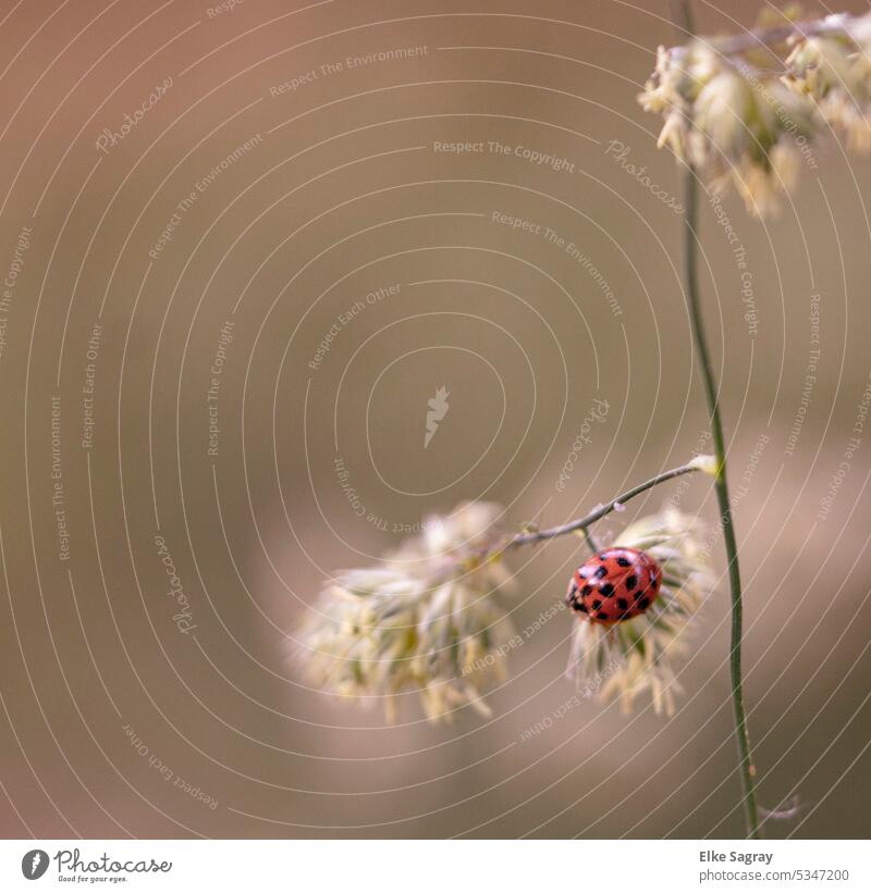 Asian ladybug on a plant Insect Macro (Extreme close-up) Nature Beetle Animal Ladybird Close-up Exterior shot Colour photo Deserted Good luck charm Crawl