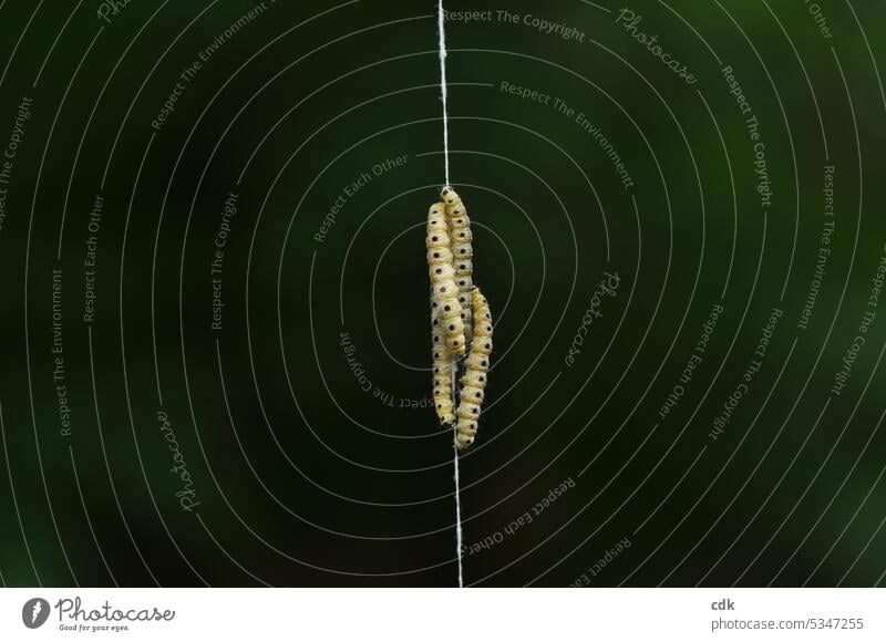 tightrope walker | caterpillar performance | hanging by a thread. caterpillars four spun thread Rope Wirewalker String Macro (Extreme close-up) the silk thread