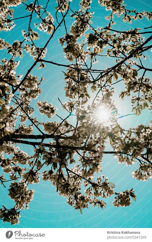 Spring blossom tree on blue sky background. Abstract nature bloom abstract branch season spring beautiful blooming green natural floral flower garden plant