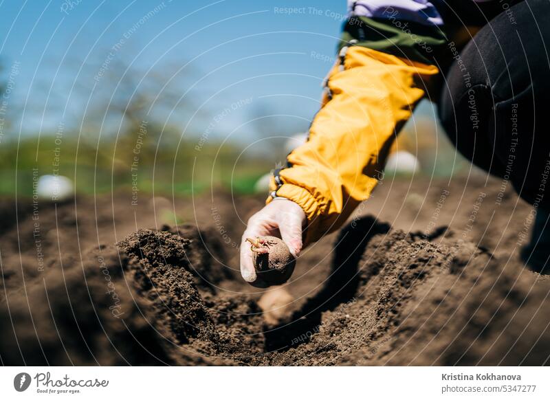 Woman farmer planting potatoes in garden chernozem soil at spring season agricultural agriculture agronomics agronomy arable countryside cultivate cultivating