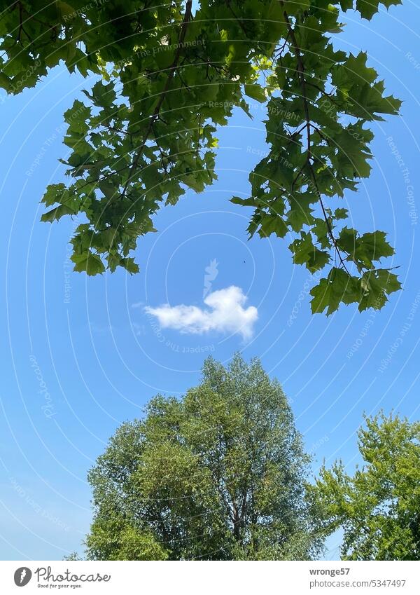 Cloud between leaf green cloud Sky Skyward blue sky with cloud Leaf green leaves Leaf canopy Treetop Beautiful weather Blue sky Summer Exterior shot Day