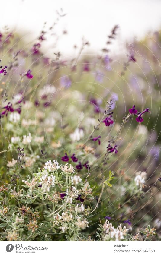 Wild flowers in purple and white in early summer Flower Plant Blossom Nature Close-up Garden Park Spring Exterior shot Summer Blossoming wild flower Meadow