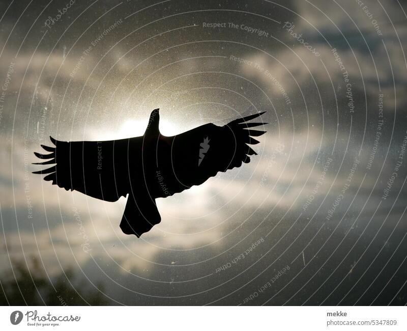 The sunbird Bird birds Sky Clouds Flying Sun Grand piano Freedom Air Flight of the birds Silhouette outline Shadow Slice Window stickers Screening Dazzle