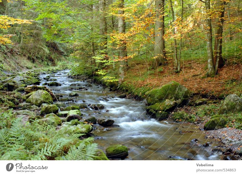 Ravenna Gorge in Höllental, Black Forest, D. Environment Nature Landscape Water Autumn Tree Brook Blue Brown Multicoloured Yellow Gold Green Orange White