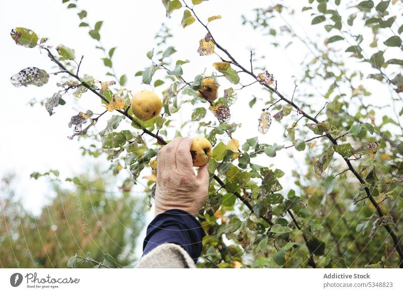 Cropped person collecting quinces in garden harvest pick gardener fruit countryside agriculture temuco indigenous fresh ripe season rural summer cultivate