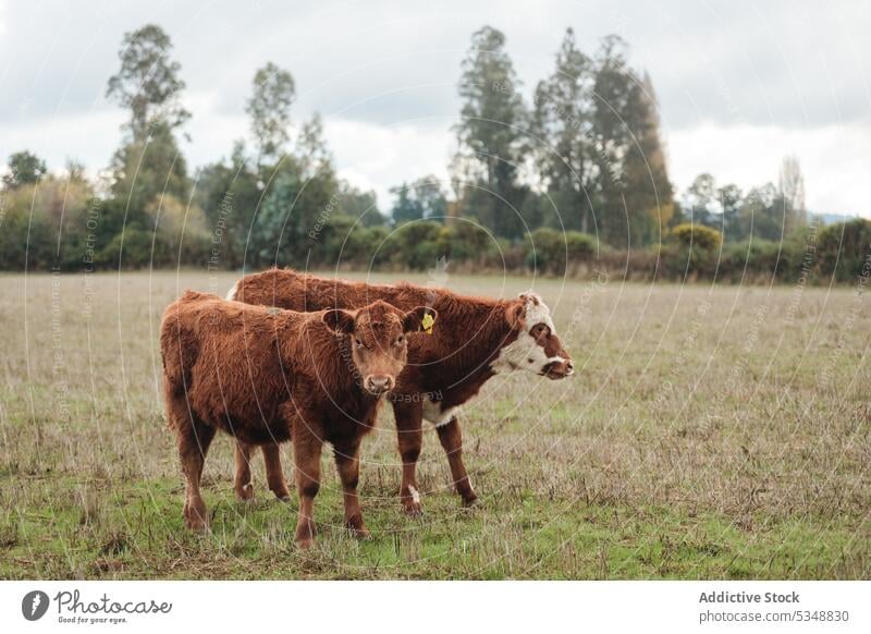 Brown cows grazing in pasture on farmland graze nature meadow animal countryside grass livestock mammal domestic rural temuco chile chilean summer grassland