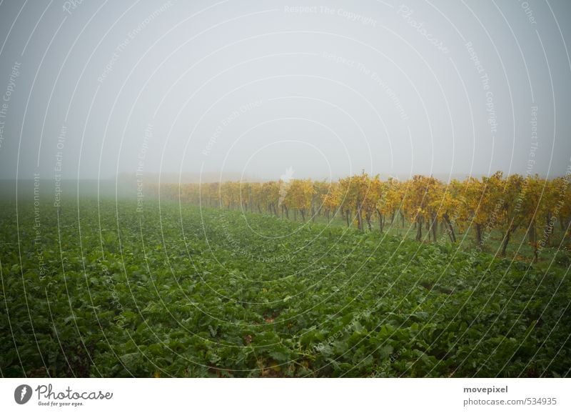 Vineyard in autumn Agriculture Forestry Nature Autumn Fog Plant Agricultural crop Field "Vineyard Winegrowing" Federal State of Burgenland Faded Change