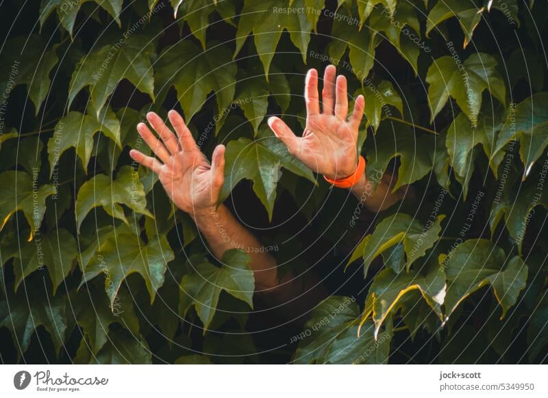 Lost Land Love II raise your hands Look out Gesture Ivy Nature Plant Leaf Green facade Overgrown Creeper Foliage plant Stick out Growth