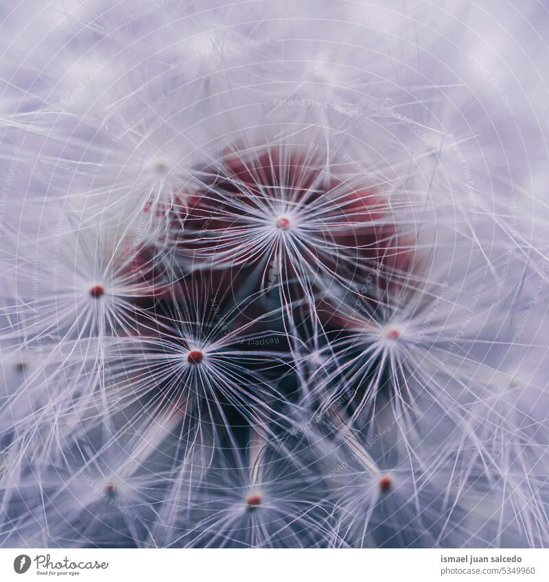 beautiful dandelion flower in springtime plant seed white floral garden nature natural decorative decoration abstract textured soft softness background