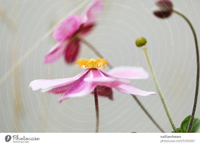 anemone Nature daylight blurriness autumn garden late summer Indian Summer blooming autumn flowers Dark green Near differently Early fall Flowerbed heyday