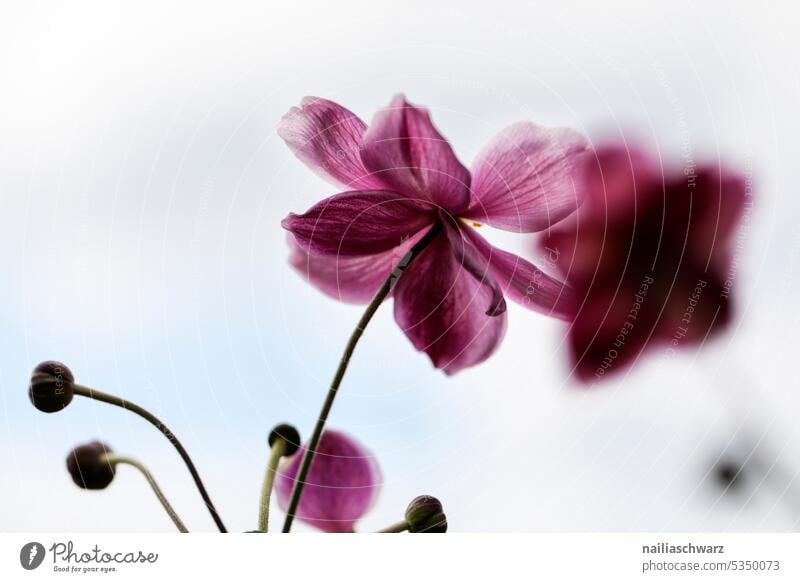 anemone Crowfoot plants flowering flower Beginning of autumn Purple certain light Hazy Start of autumn Last summer days Floral Light and shadow pretty