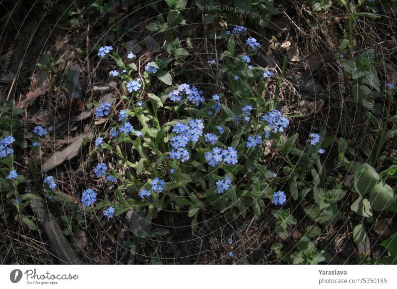 photo of Myosotis flowers blooming blue in the forest grass myosotis arvensis blue flower plant nature flora green floral wildflower background blossom garden