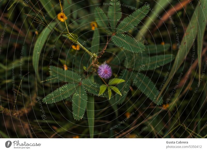 Small wild flower from the Peruvian jungle. Flower Nature green tropical plant leaf natural botanical botany foliage environment flora exotic greenery ecology