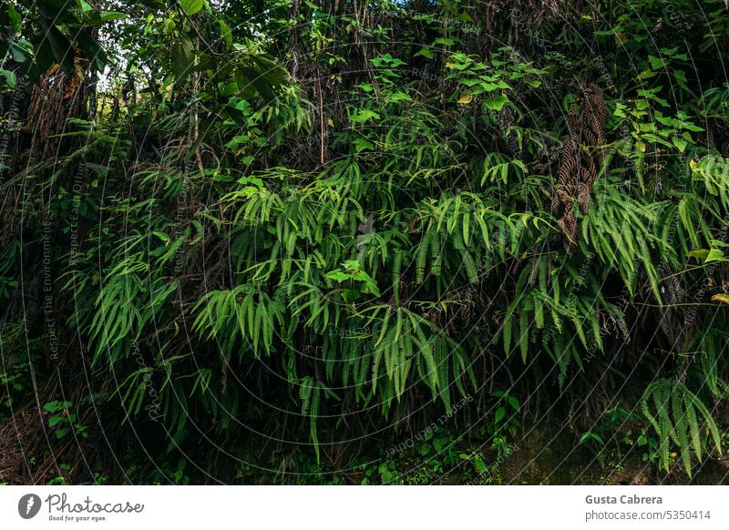 Group of wild ferns in the Peruvian jungle, where it adapts very well to the tropical climate. Ferns Nature Plant green Forest Fern leaf Foliage plant Botany