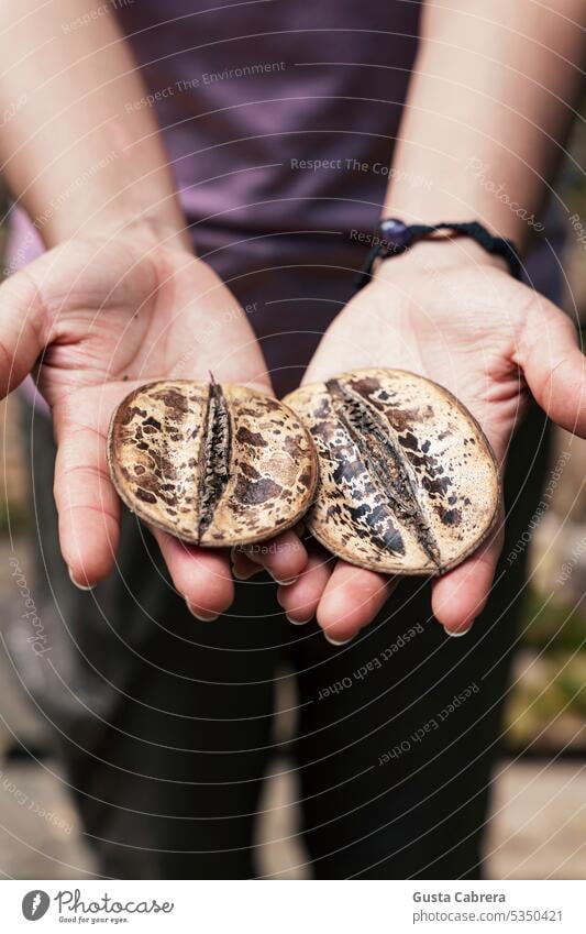 Exotic species of seed pod from the Peruvian jungle, with camouflage colors. exotic plants Nature Plant Pot plant Camouflage colour camouflaged Detail