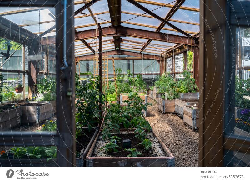 Wooden raised beds in community garden greenhouse vegetable gardening homegrown produce plant city urban food growing agriculture healthy hobby summer cultivate