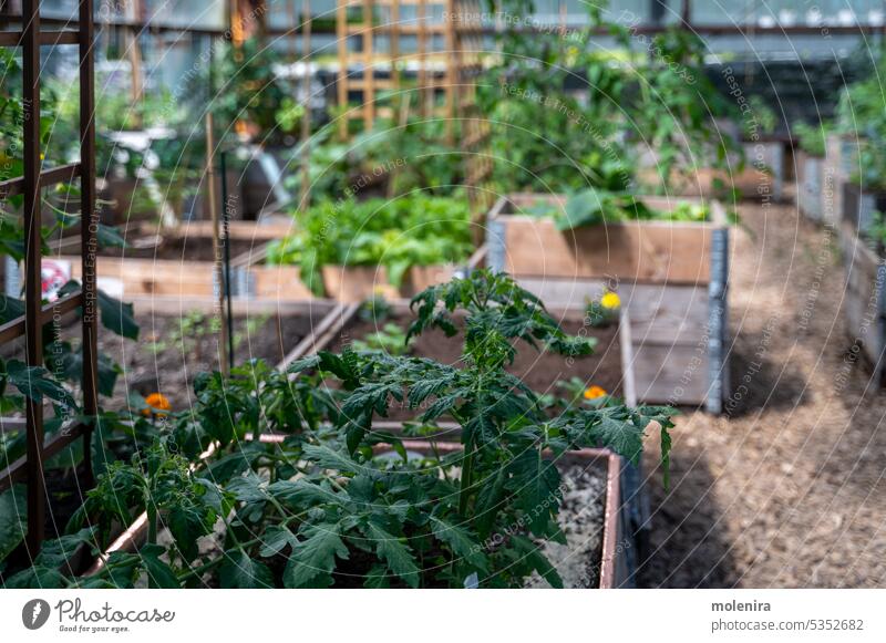 Wooden raised beds in community garden greenhouse vegetable gardening homegrown produce plant city urban food growing agriculture healthy hobby summer cultivate