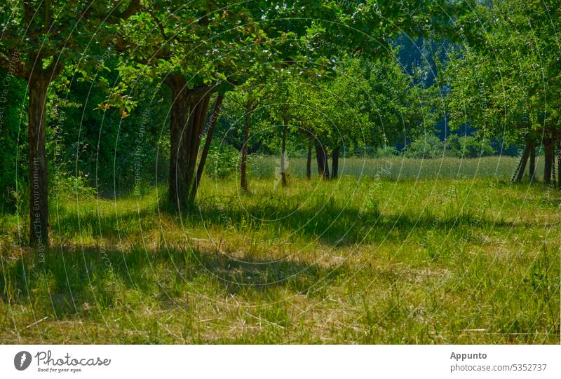 View over summer orchard meadow with trees shading to the right scattered fruit Fruittree meadow Sun Summery Row Fruit meadow fruit growing Agriculture agrarian