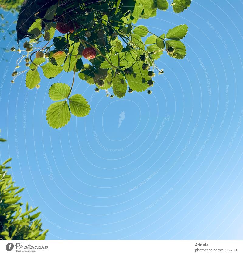 Hanging strawberry garden against blue sky Strawberry Garden Harvest strawberry plant Summer Red salubriously Fruit Fruity Healthy Eating Fresh Delicious