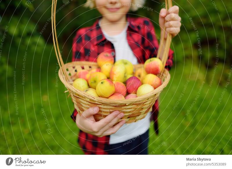 Little boy picking apples in orchard. Child holding straw basket with harvest. Harvesting in the domestic garden in autumn. Fruit for sale. Local business.